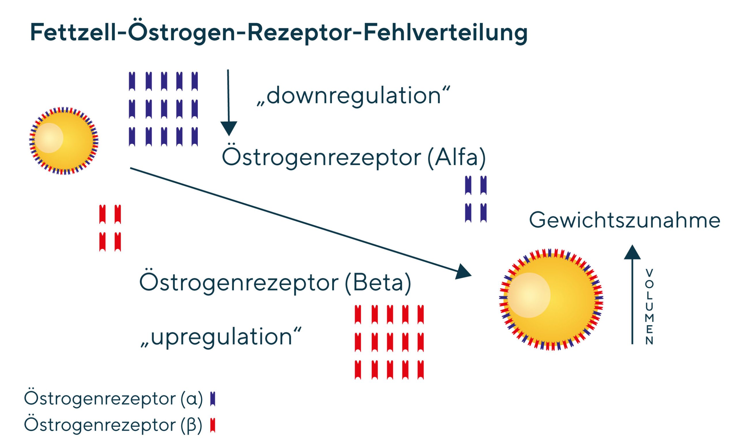 Abbildung Fettzell-Östrogen-Rezeptor-Fehlverteilung